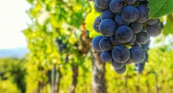 Grape Festival